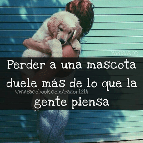 Despedirse de una mascota es tan doloroso como de un ser querido. -  